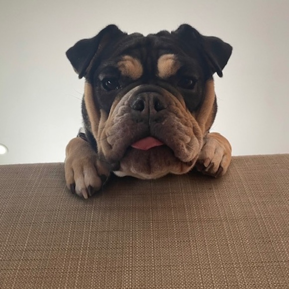 Meet your Posher, Morgan - Picture 1 of 1